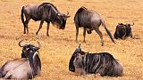 TANZANIA - Ngorongoro Crater - 32 Gnu